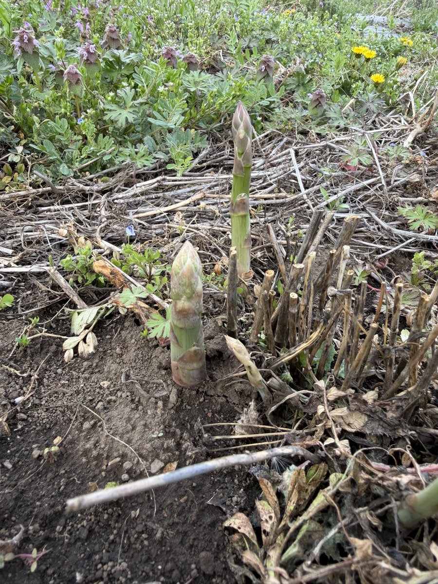 Akira Sakemotoさけもとあきら tweet media