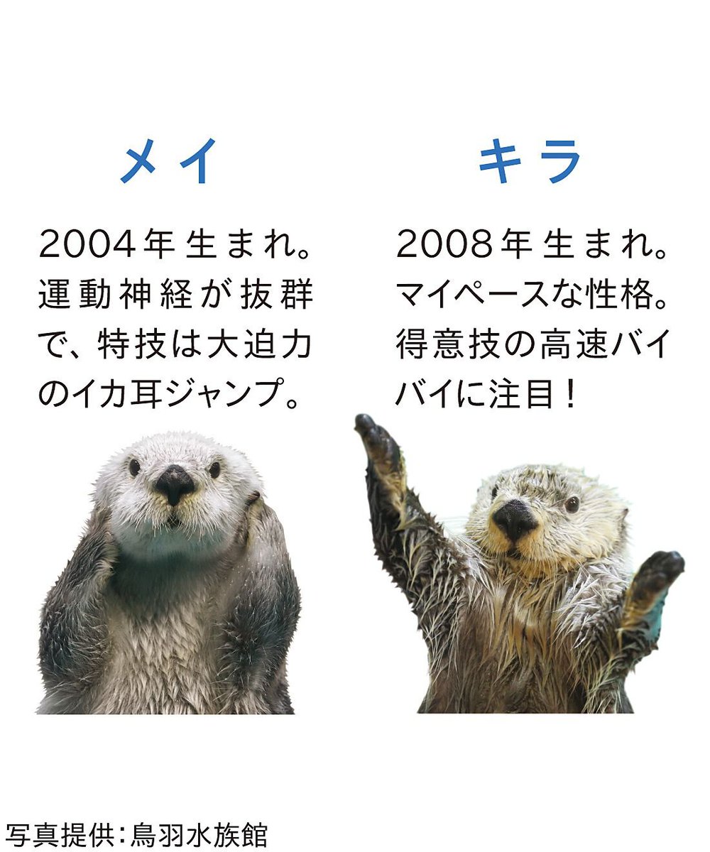 ✨ ✨ ✨ ✨ ✨ ✨ ✨ ✨ ✨ 元気にイカ耳ジャンプ！ ラッコの 