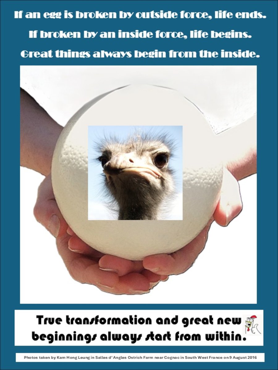 kamhongleung2's tweet image. The Secrets of Life Transformation

#Life #LifeForce #Transformation #BrainRewiring #Belief #Motto #Wisdom #MindSet #Egg #Ostrich #Bird