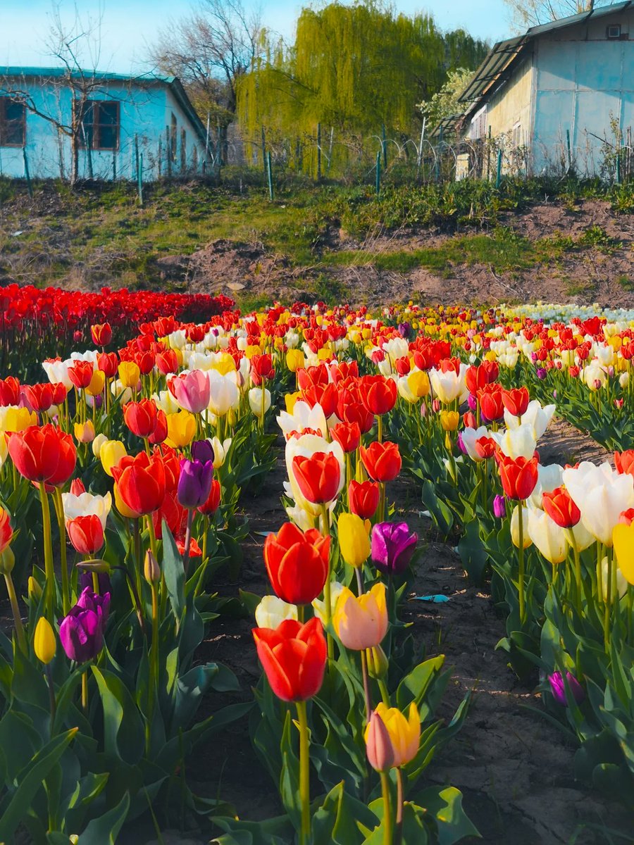 tulipslibrary's tweet photo. https://t.co/aiPNhJwflG