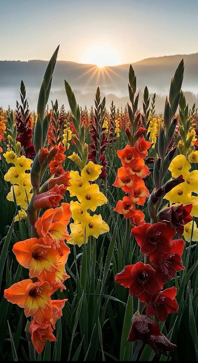 labrouzi1_'s tweet photo. Morning ..🌹🌹 https://t.co/UFfhW1QJ3i