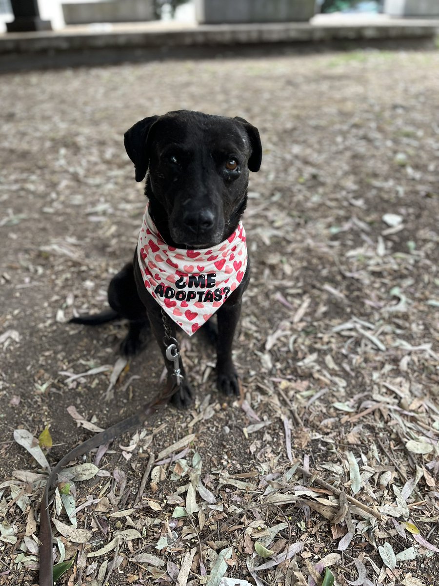 𝙷𝚎𝚕𝚊 𝙼𝚘𝚛𝚎 🐶 tweet media