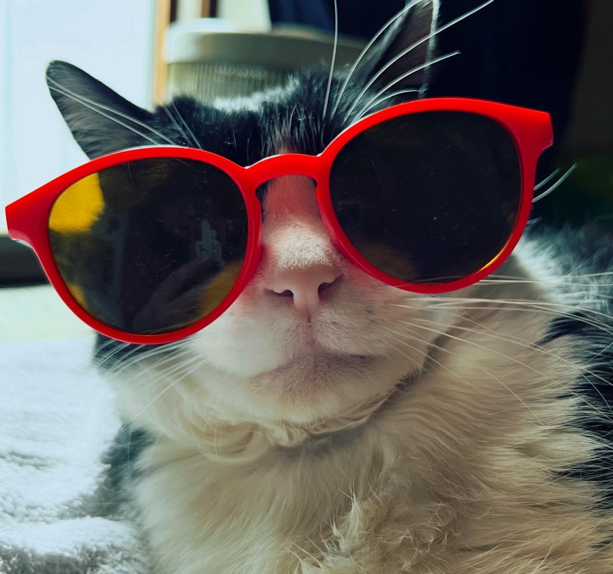 Cat for Light tweet media