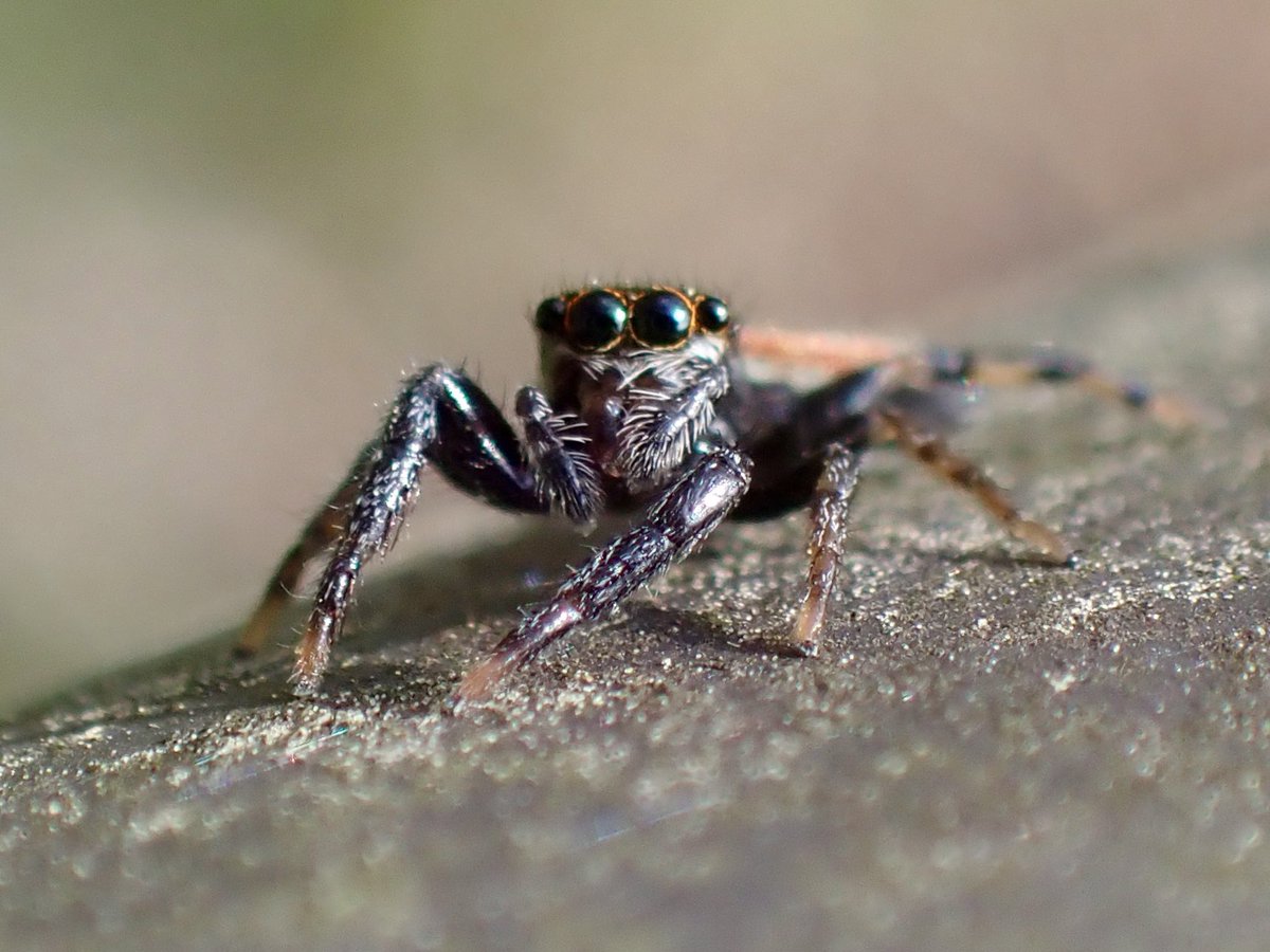 かなじろう Kanajirou tweet media