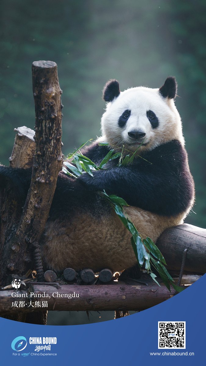 China Bound tweet media