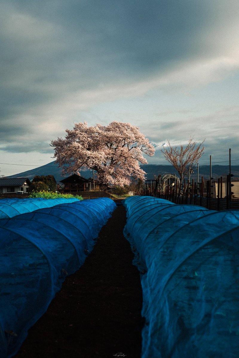 ichi_graphy tweet media