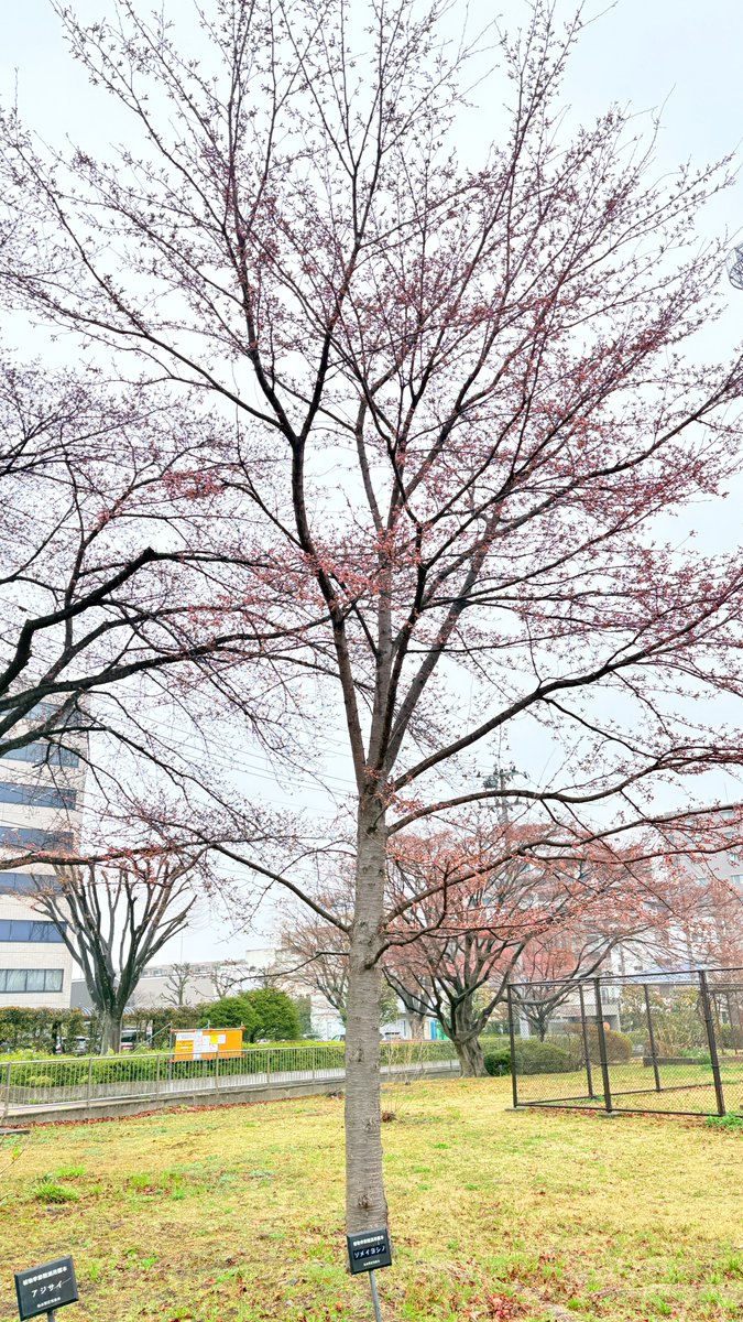 仙台管区気象台 tweet media