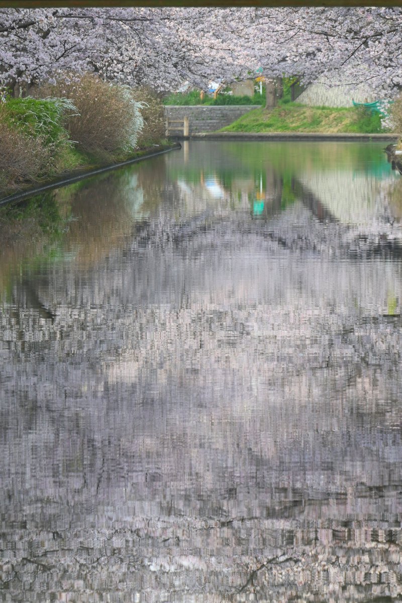 MKタクシー🚕 tweet media