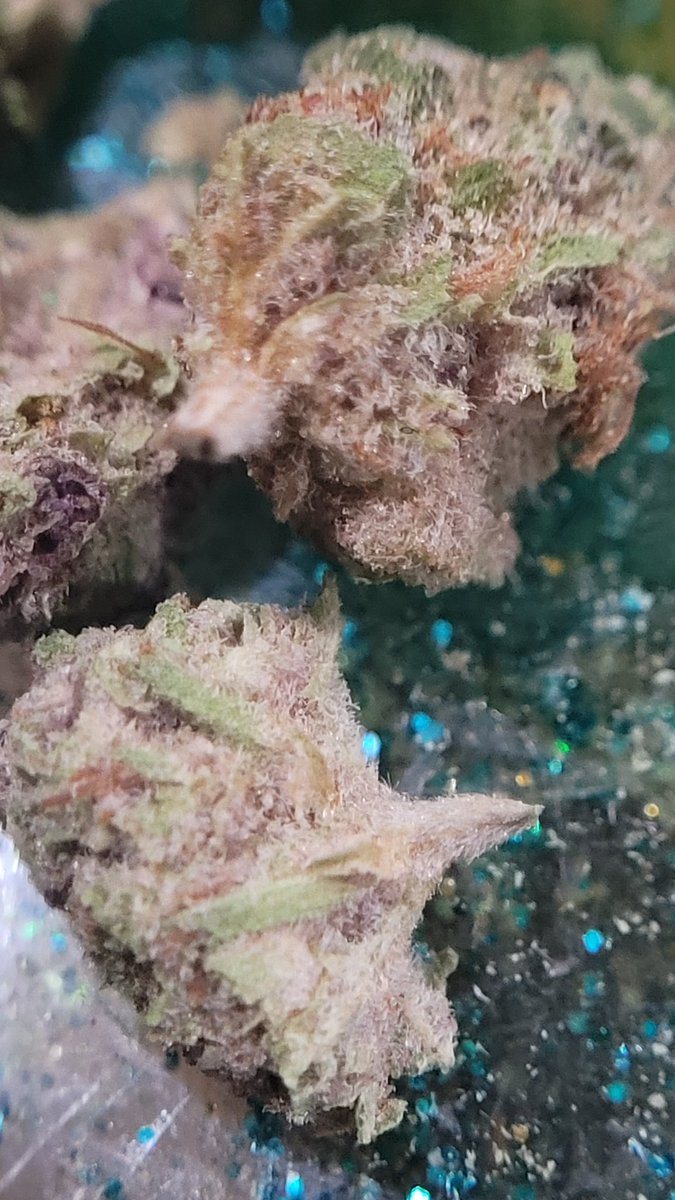 SarkazzHere's tweet image. Trainwreck by⚡️— one of those strains that keeps the energy up and the vibes flowing. Smooth, bold, and perfect for staying lifted without slowing down. Tap in and enjoy the ride 🚂✨

#JKDistro #Trainwreck #StayLifted #GoodVibesOnly #DailyFlow