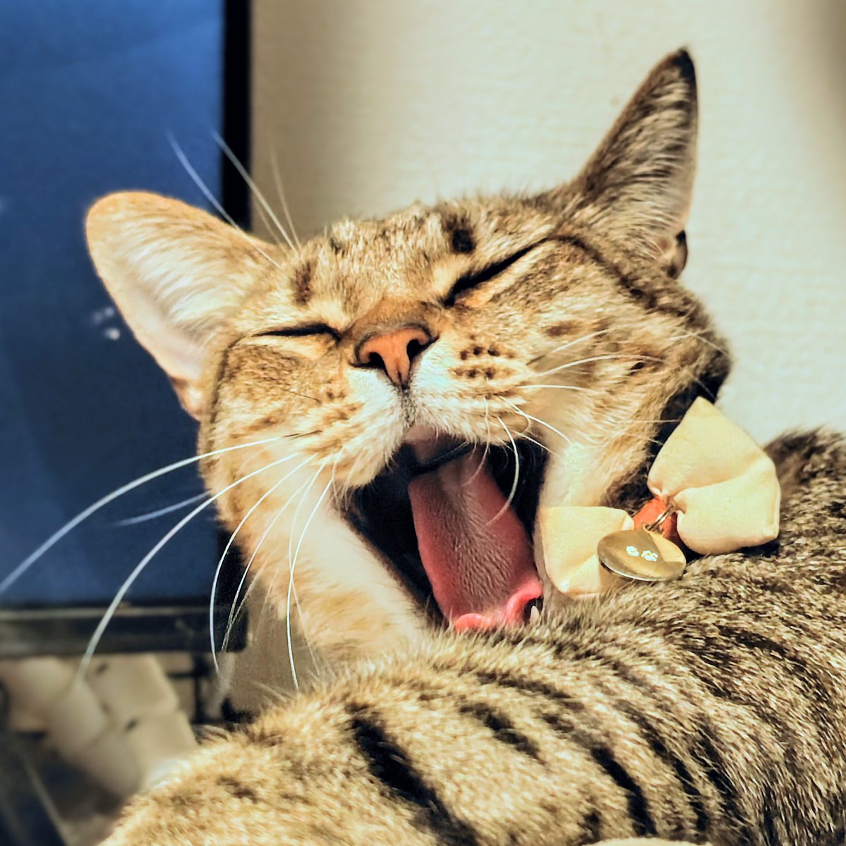 アメチカンのもな@福岡の猫 tweet media