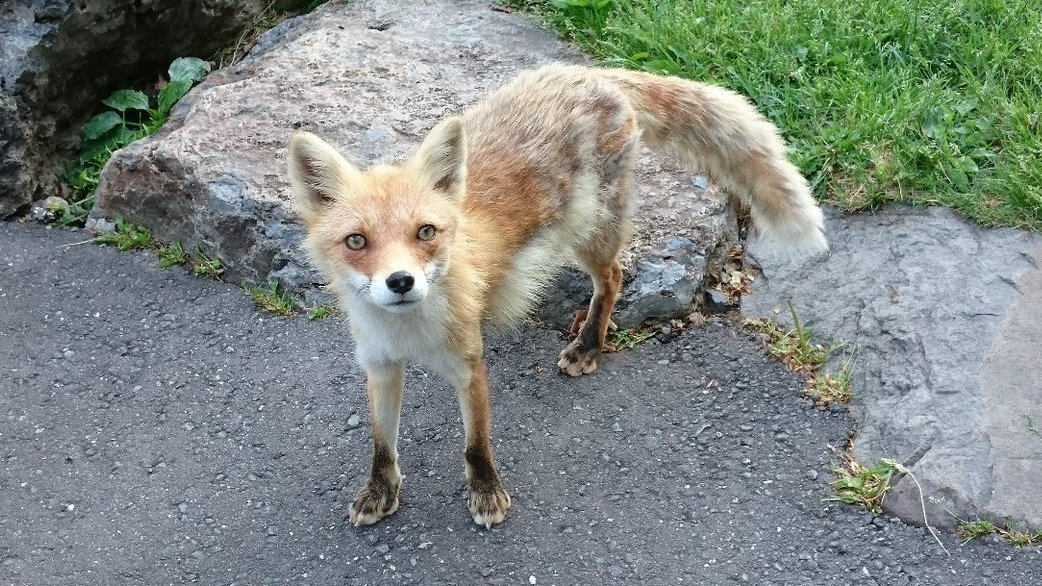 北きつね牧場【公式】 tweet media