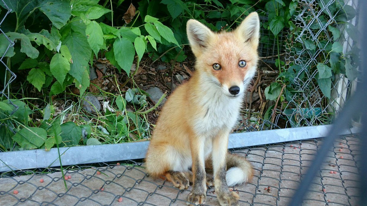 北きつね牧場【公式】 tweet media