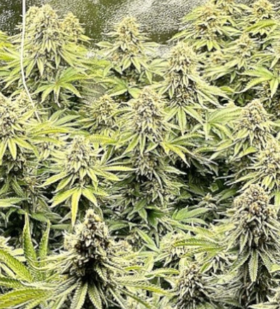 Jinxproof Genetics tweet media