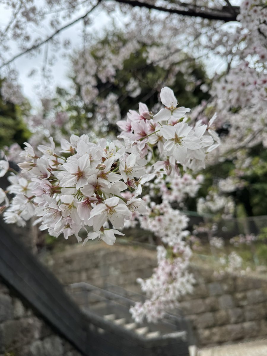 五条 恋 tweet media