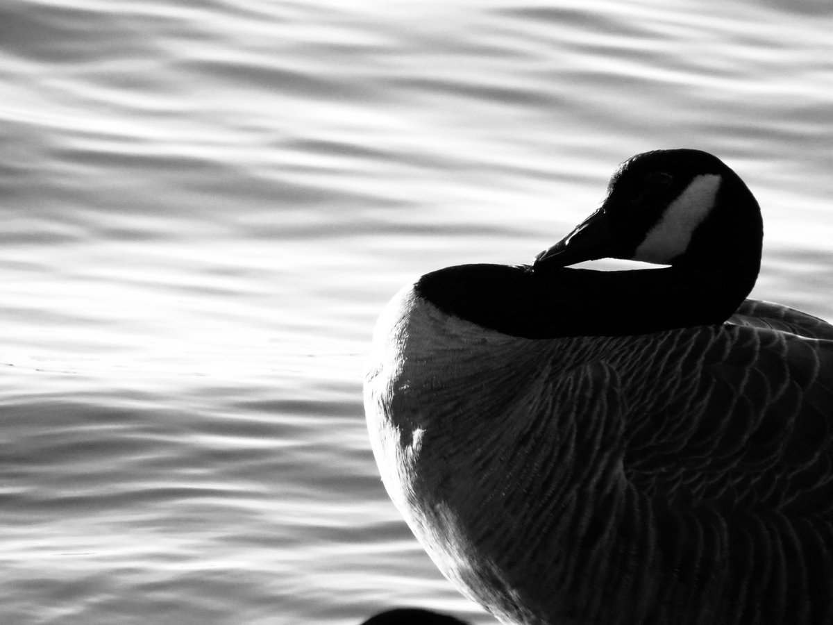 Amy31129057's tweet image. Happy #MonochromeMonday!
Let’s see your favourite monochrome shots 📸