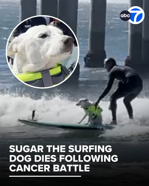 FireCapt404 tweet media