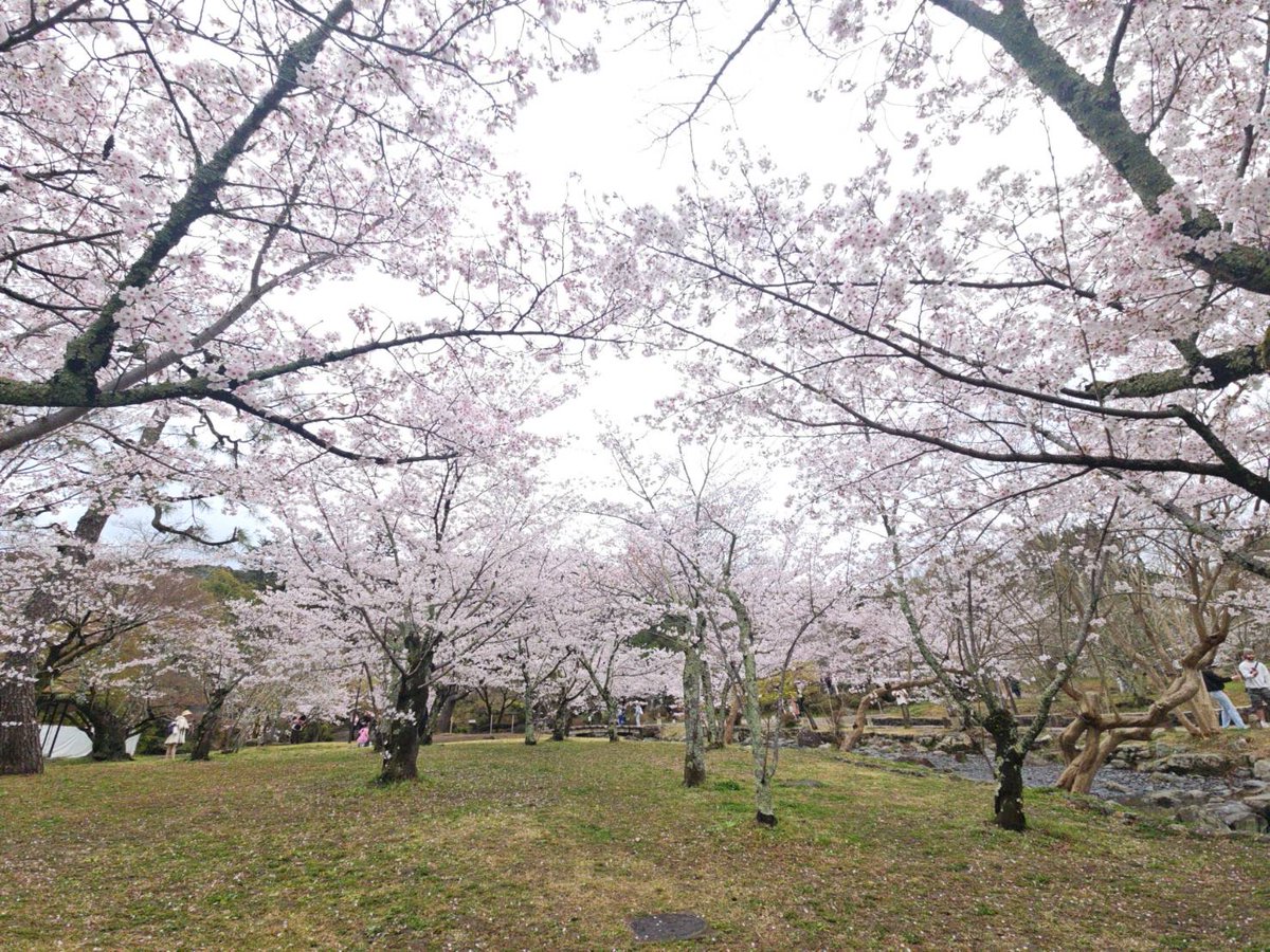 そうだ 京都、行こう。事務局【JR東海公式】 tweet media