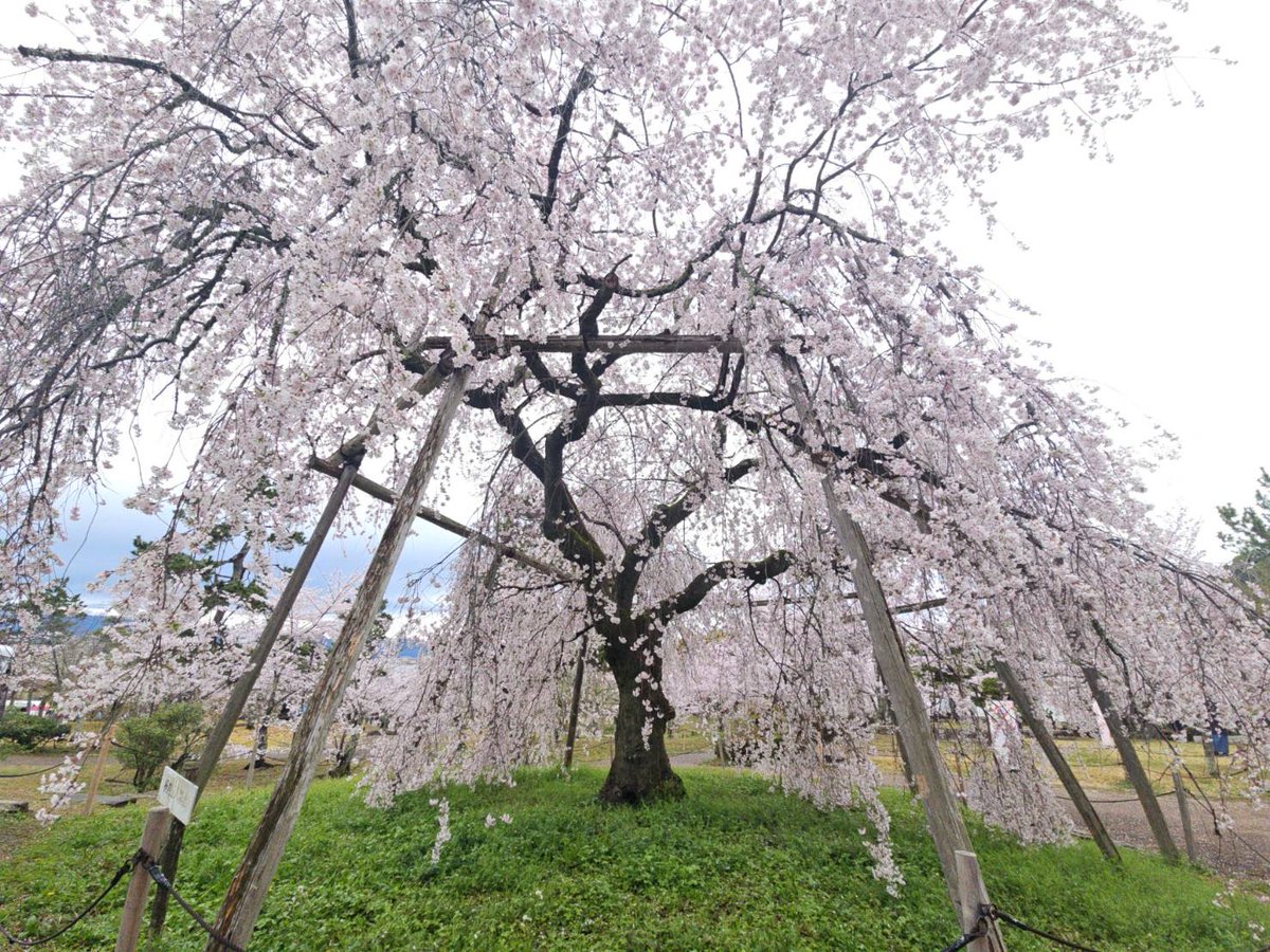 そうだ 京都、行こう。事務局【JR東海公式】 tweet media