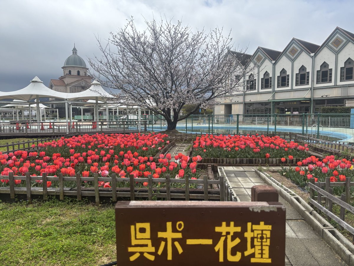こんにちは☺️
チューリップの間を歩いて楽しめる花壇もありますよ🌷
雨上がりのチューリップも綺麗ですよ🌷
今日もよき一日になりますように✨
#呉ポートピアパーク　#呉市
