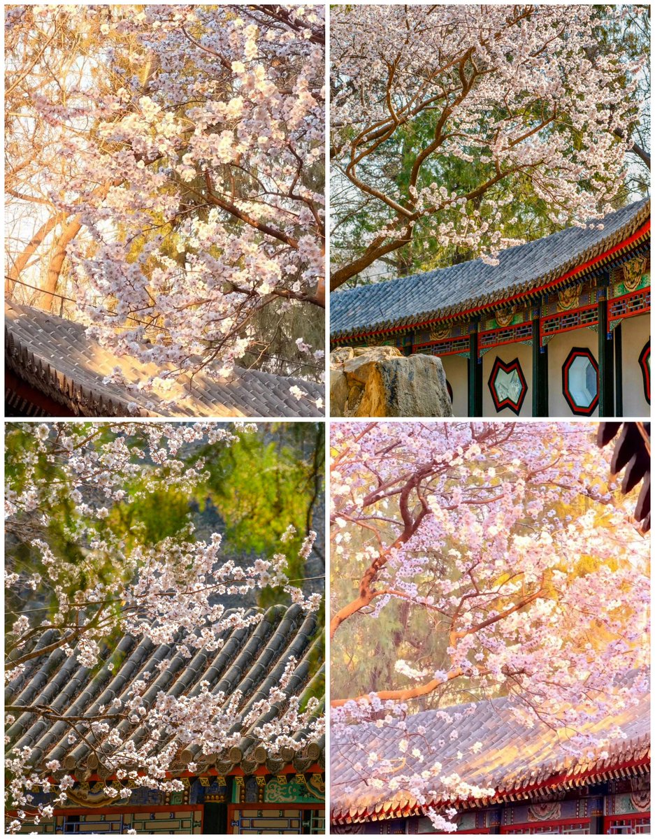 大美华夏 tweet media