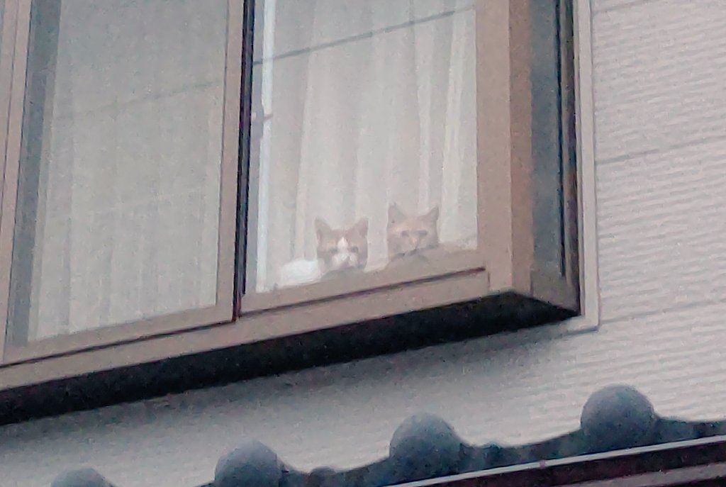 井場景子(Kyoko Iba) tweet media