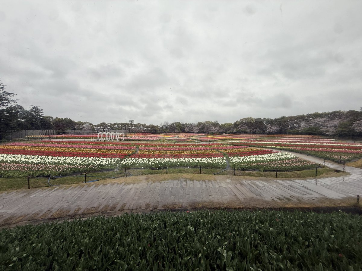 カーメン君@園芸超人 tweet media