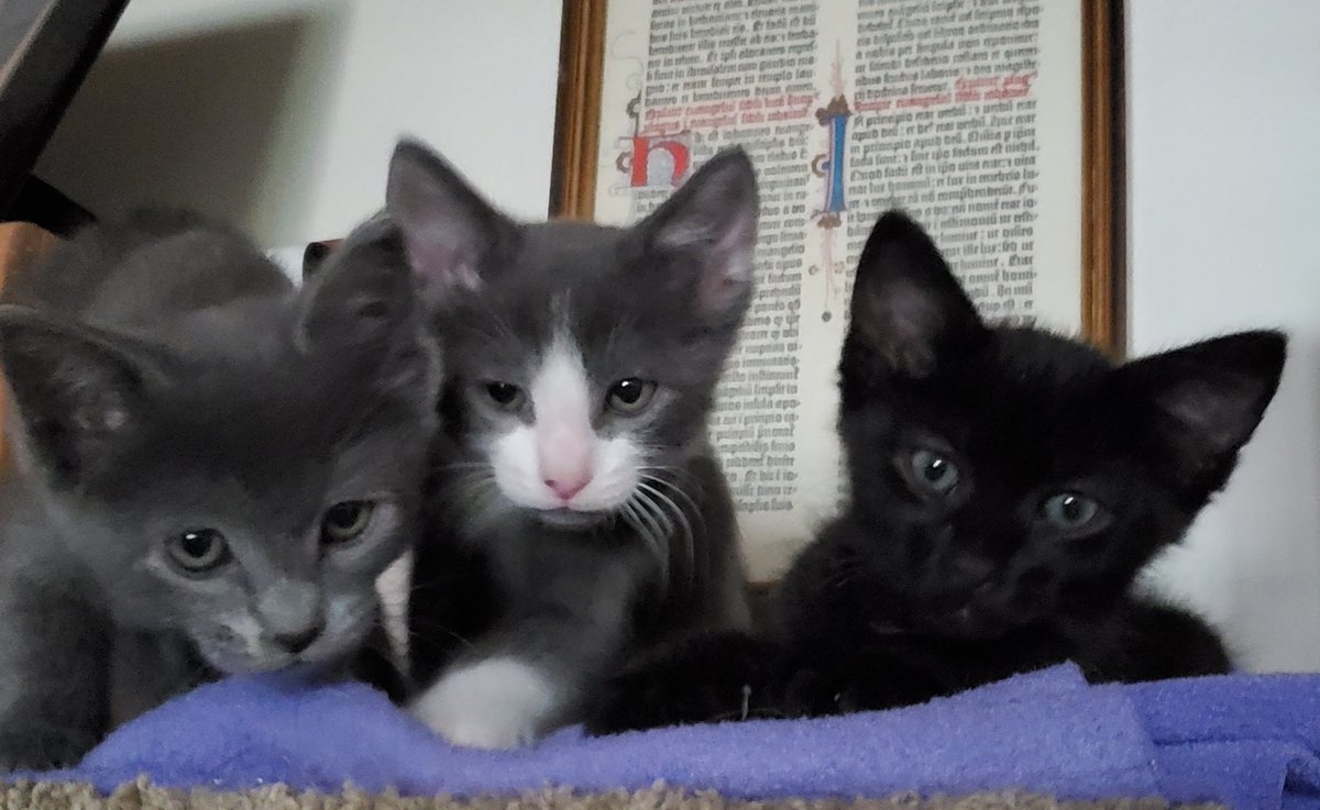 Consulting Writer tweet media