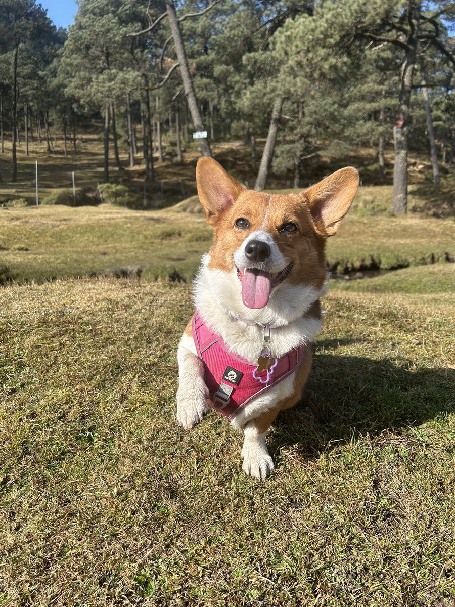 Donna_corgi tweet media