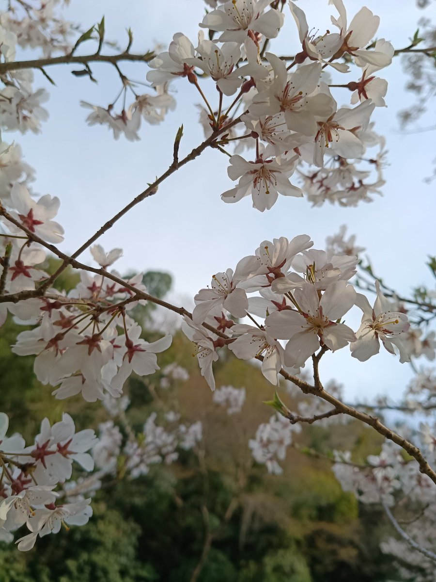 jya_sakura tweet picture