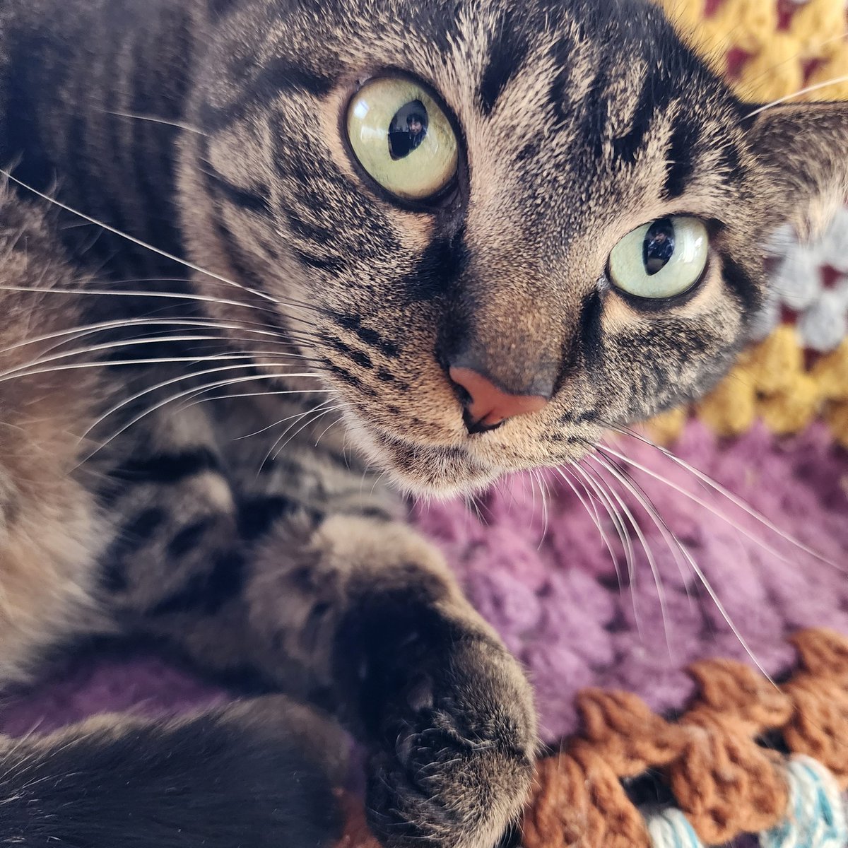 アンナ tweet media