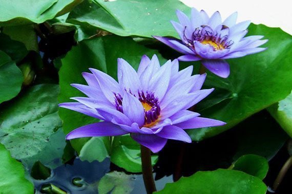 พี่ต้นงิ้ว… tweet media