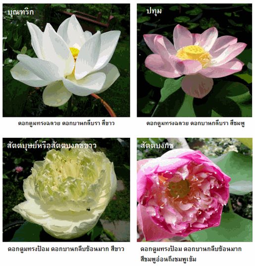 พี่ต้นงิ้ว… tweet media