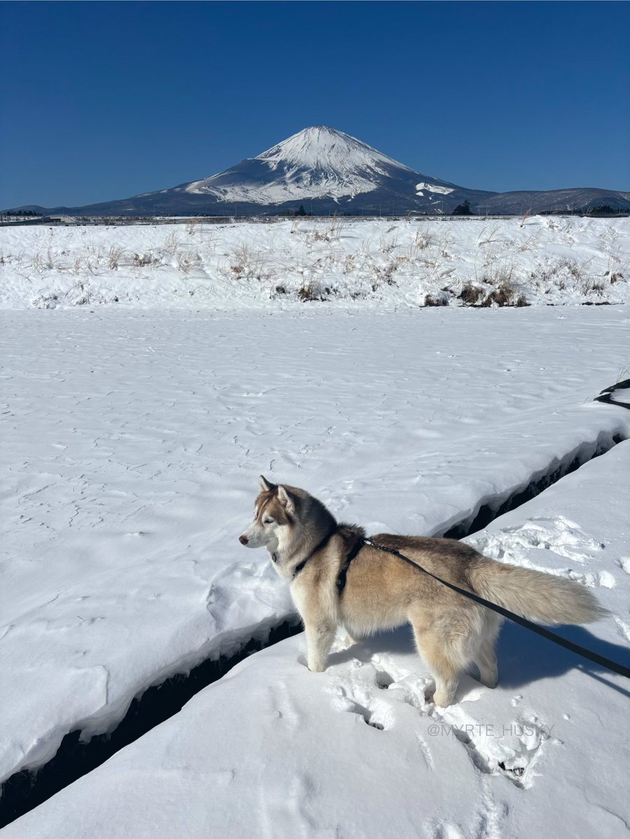 みるみるミルテ tweet media