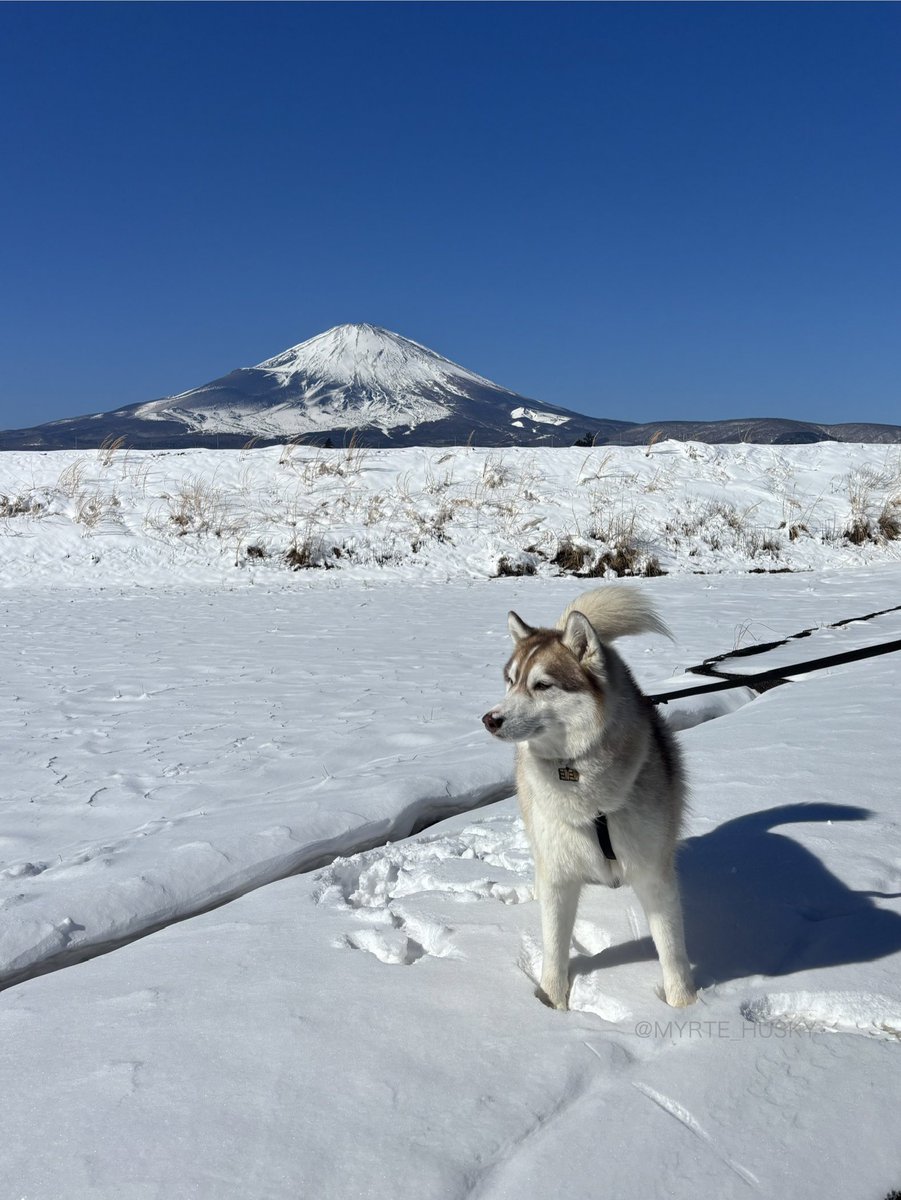 みるみるミルテ tweet media