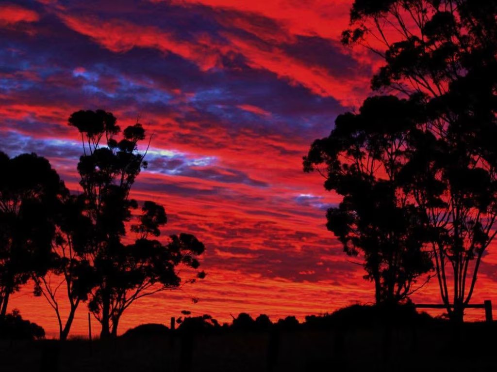 Teflo⚡️🇦🇺 tweet media