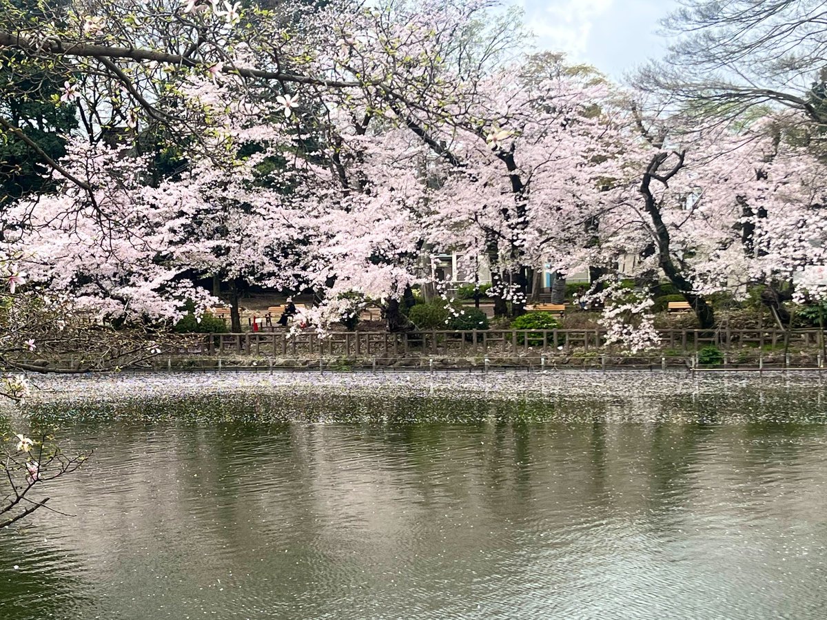 週刊きちじょうじ tweet media