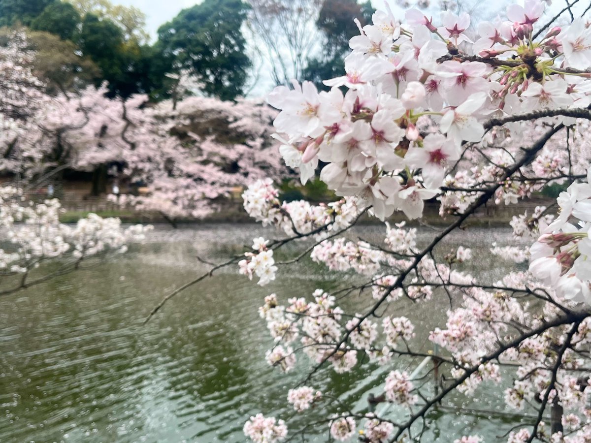 週刊きちじょうじ tweet media