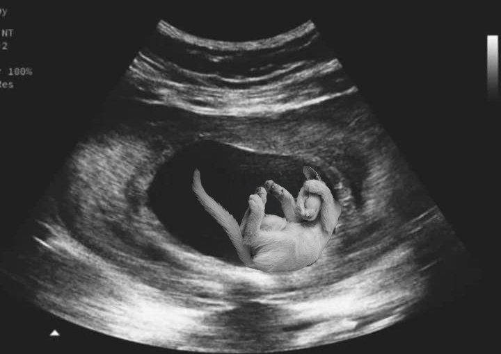 telling my nephews that my cat is their cousin because i gave birth to her and then i showed them this as evidence