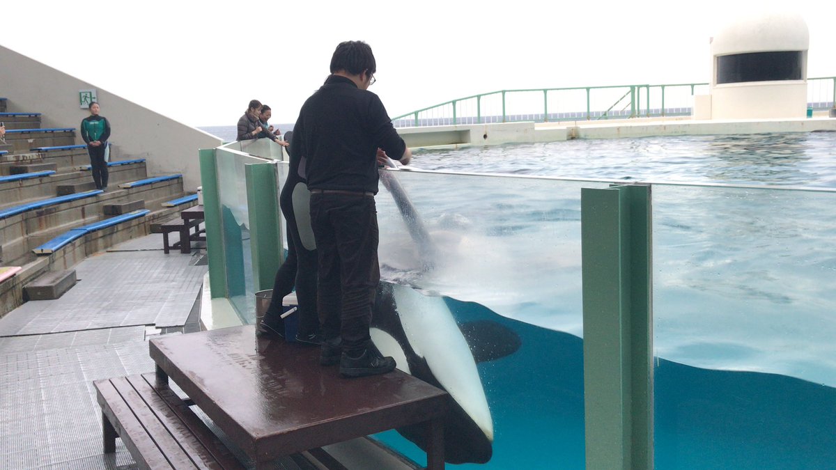 LatiLoon(ラティルーン) tweet media