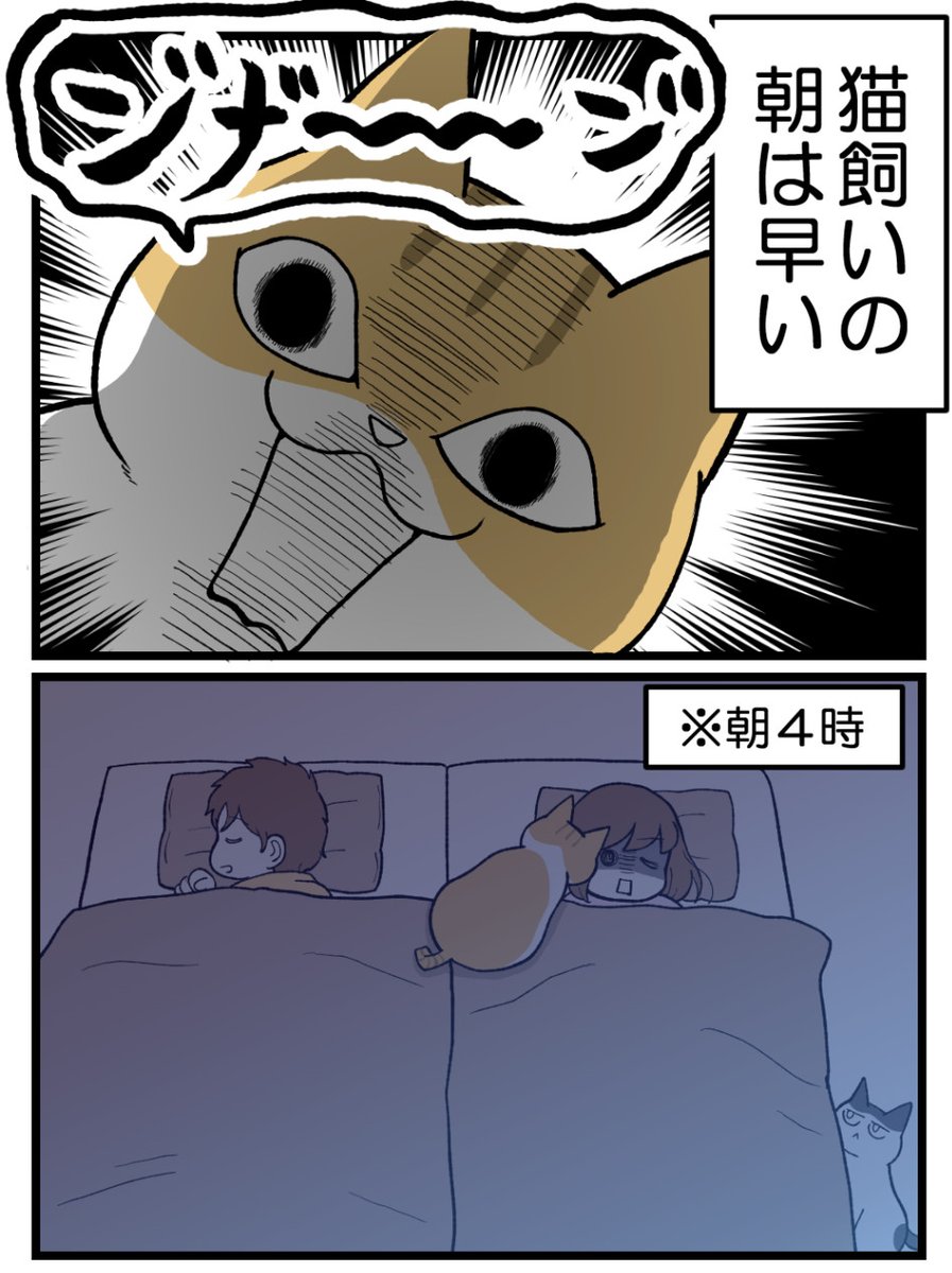 猫飼い、だいたい2度寝できない(1/2) 