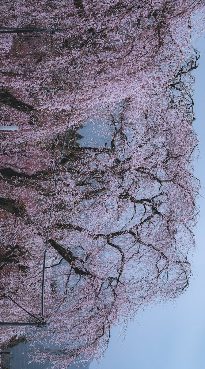 EXS(エクス) tweet media