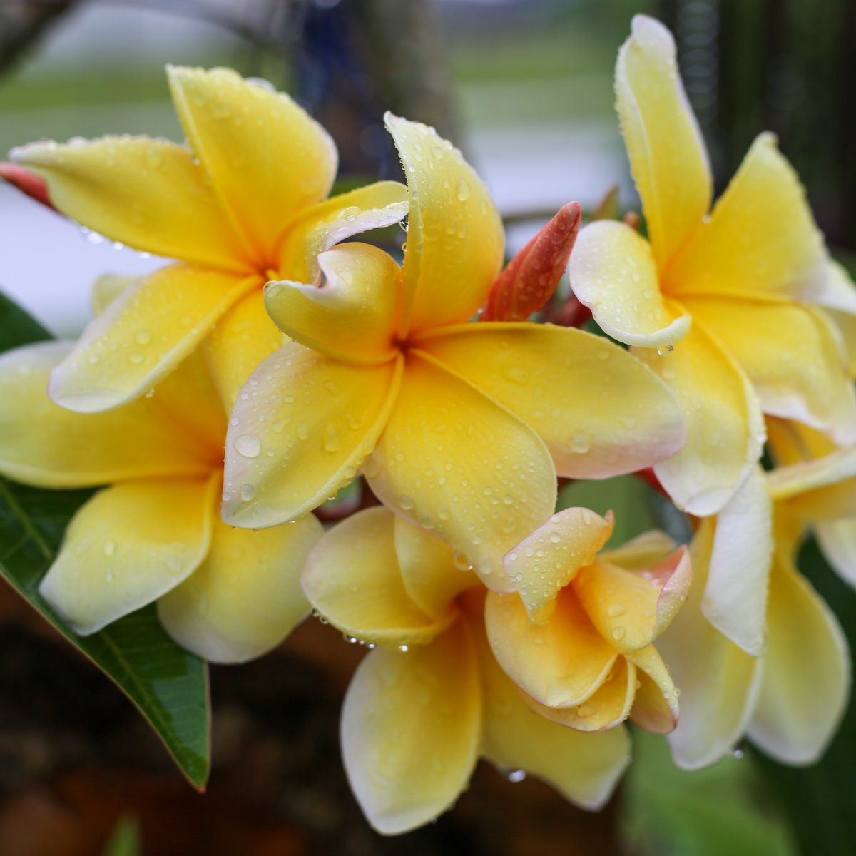 itsmelibeli's tweet photo. Discover my blooming beauties

Spring has arrived, and my garden is bursting with color! 🌸 Check out my latest blog post to see the photos I captured. https://t.co/zl2qv6xegM

#SpringVibes #GardenPhotography #BloomingBeauties https://t.co/IWOGoMBaww