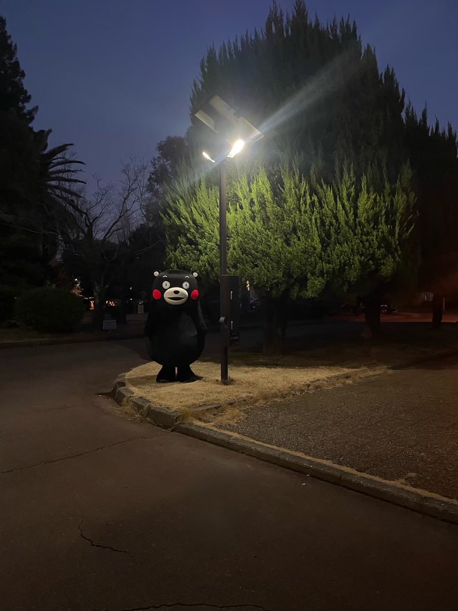 くまモン【公式】 tweet media