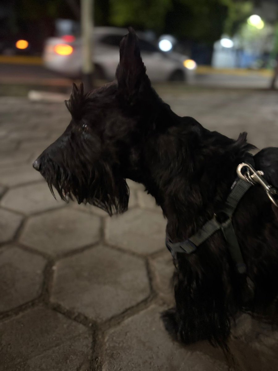 Hᴀᴍᴀʟ ⚯͛ tweet media