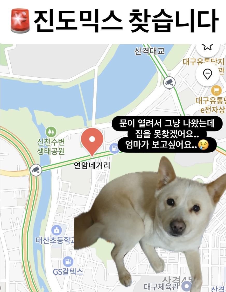 지해피독 봉사자 tweet media