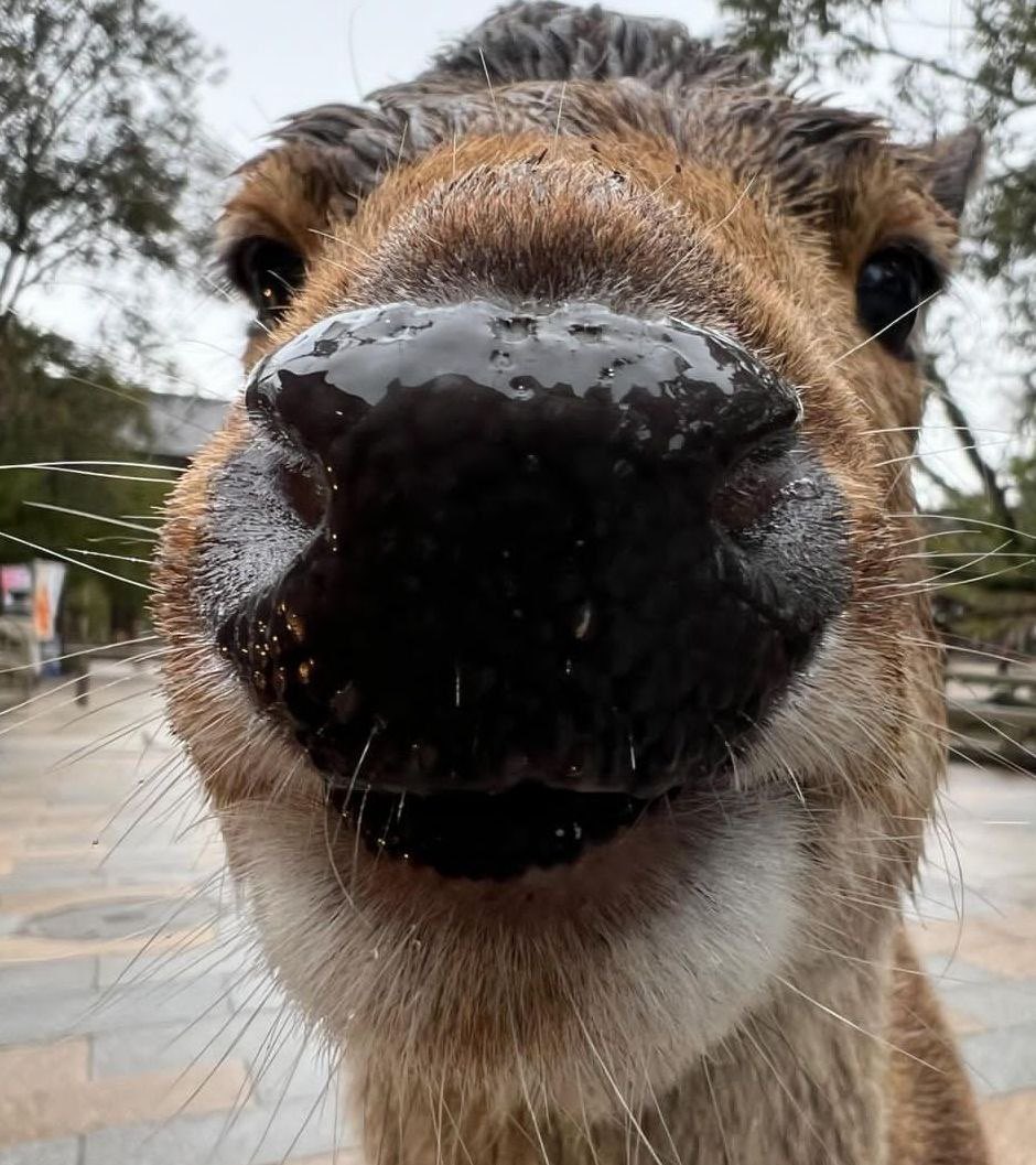 🌲 • Belle - Doe • 🦌 tweet media