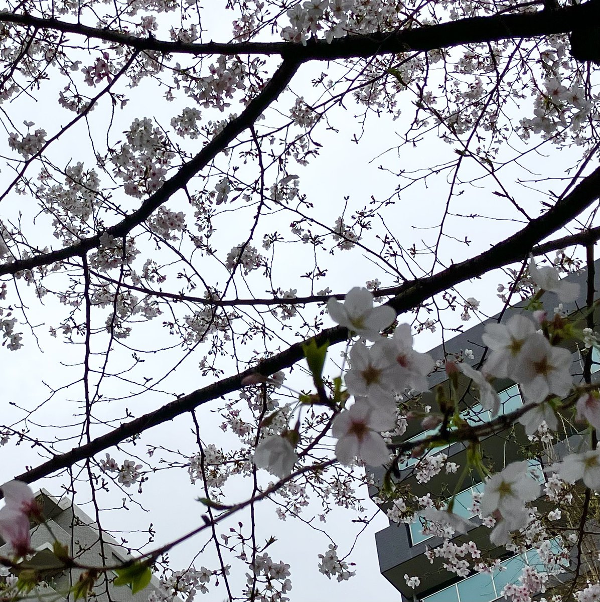 (株)エスピーユニオン・ジャパン tweet media