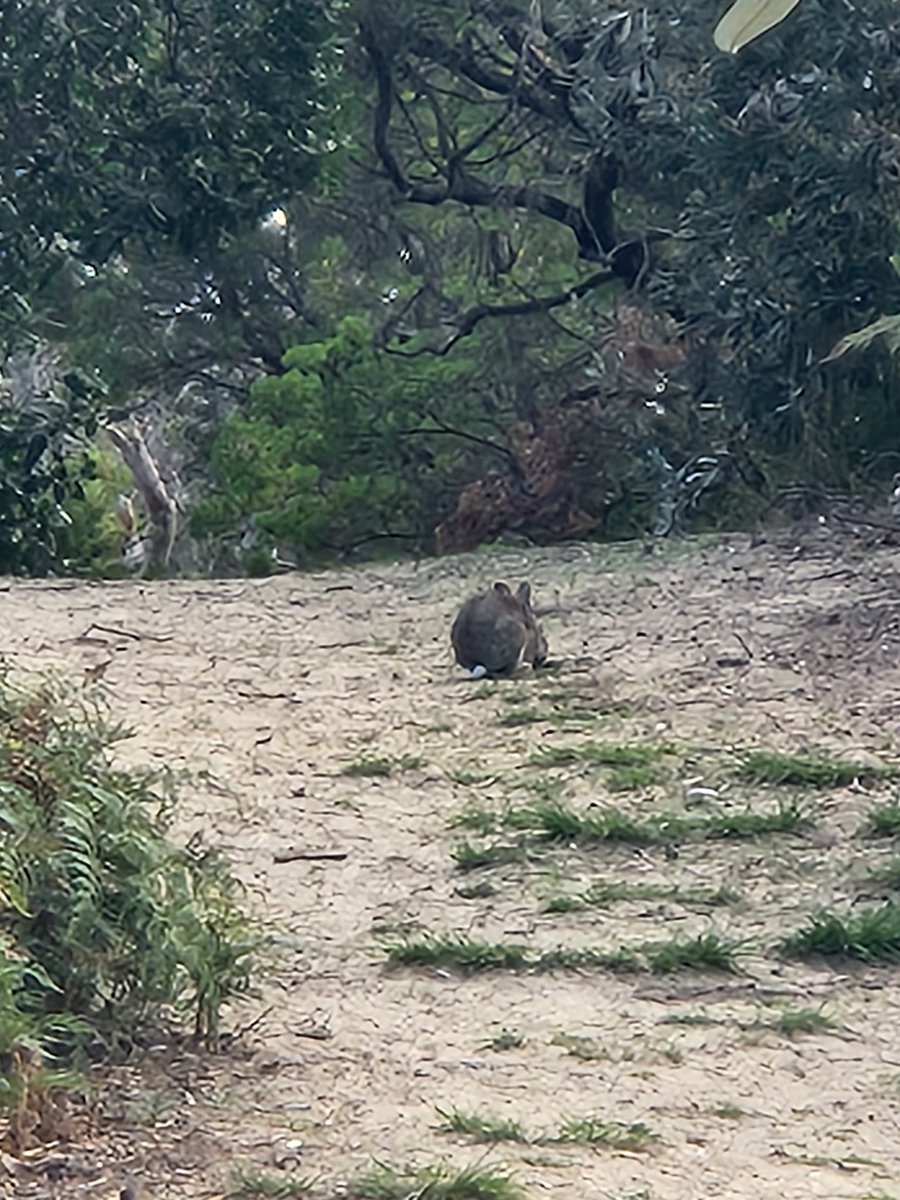 Cow10InBen tweet media