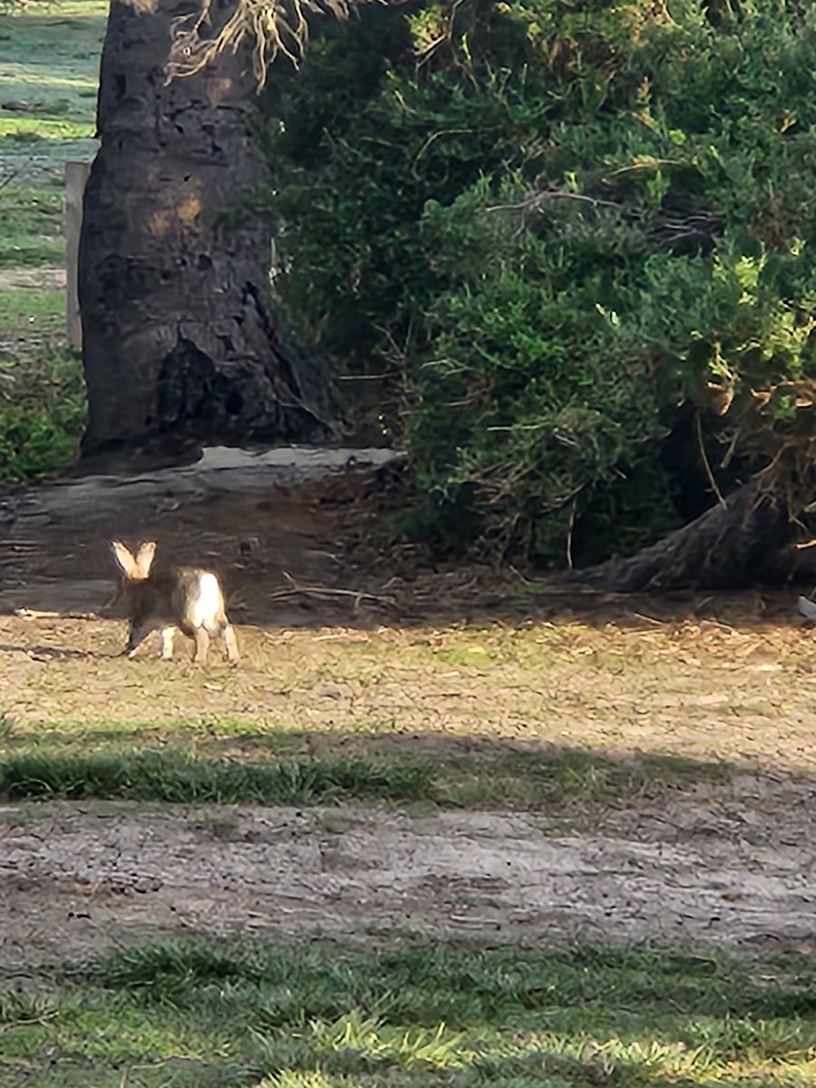 Cow10InBen tweet media