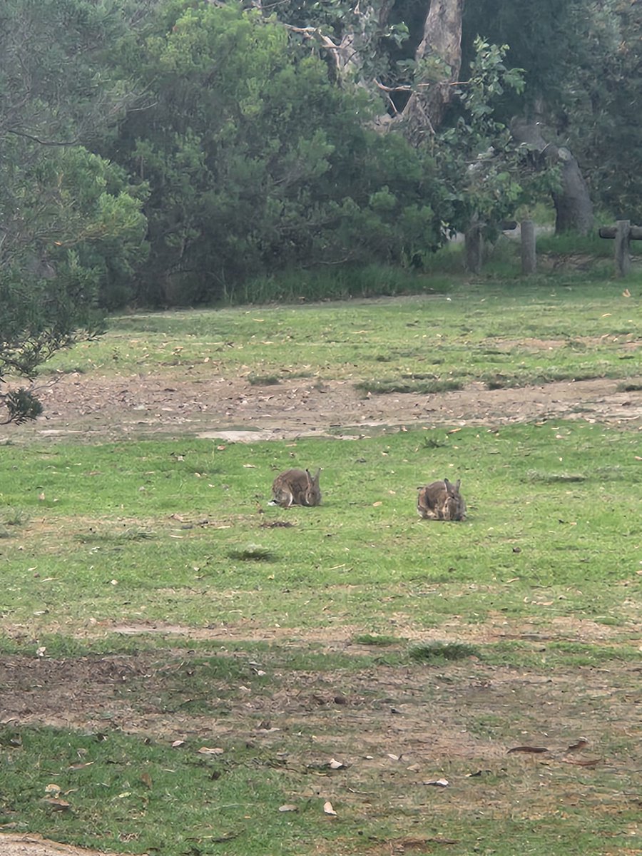 Cow10InBen tweet media